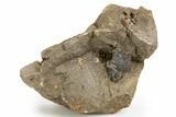 Herkimer Diamonds in Matrix - The Ace of Diamonds Mine, New York #324462-2